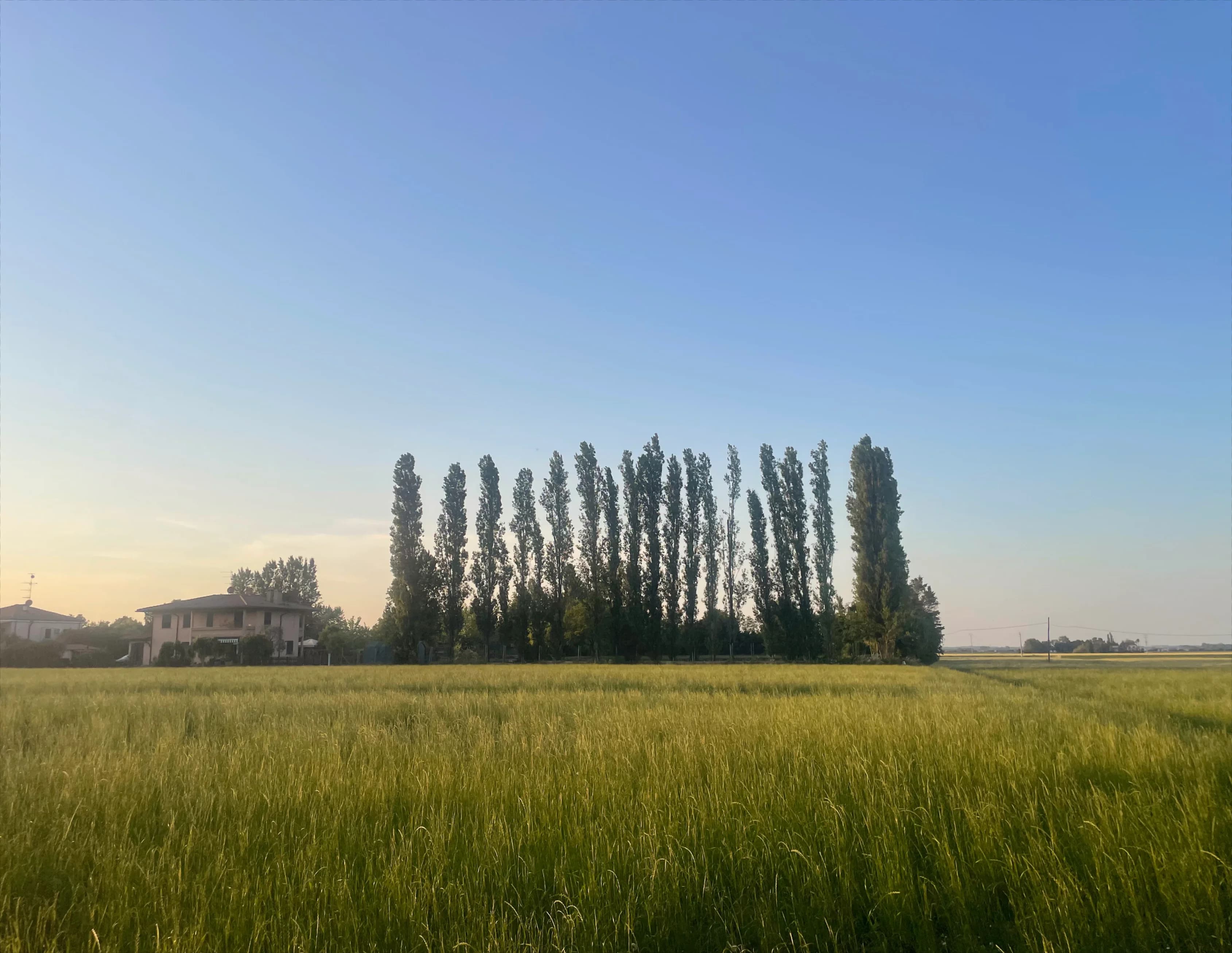 View from my house over the Emilia-Romagna countryside, summer 2026, photo by me